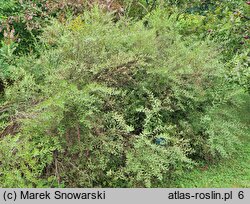 Spiraea ×cinerea Grefsheim