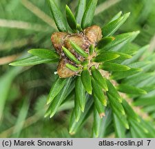 Abies nephrolepis (jodła białokora)