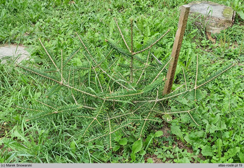 Abies nephrolepis (jodła białokora)