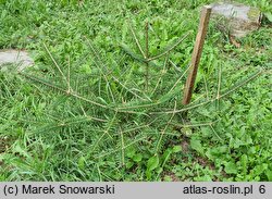 Abies nephrolepis (jodła białokora)