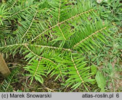 Abies firma (jodła japońska)