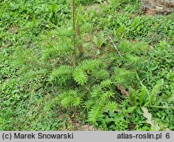 Abies firma (jodła japońska)