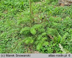 Abies firma (jodła japońska)