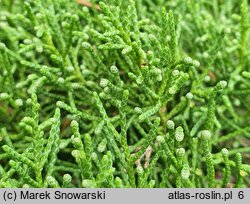 Juniperus chinensis var. sargentii (jałowiec Sargenta)