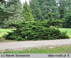 Juniperus chinensis var. sargentii (jałowiec Sargenta)