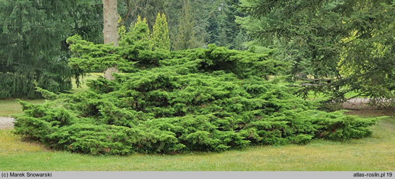 Juniperus chinensis var. sargentii (jałowiec Sargenta)