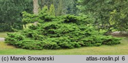 Juniperus chinensis var. sargentii (jałowiec Sargenta)