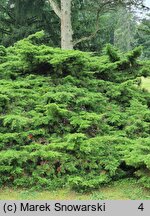 Juniperus chinensis var. sargentii (jałowiec Sargenta)