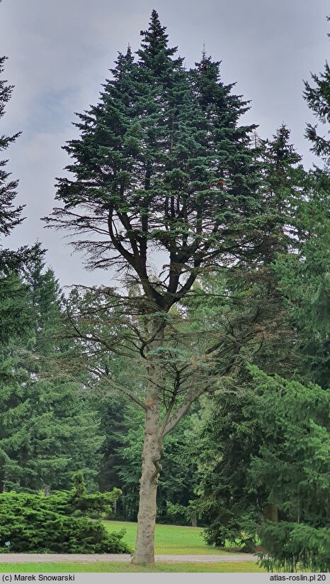 Abies arizonica (jodła arizońska)