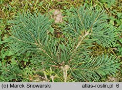 Abies arizonica (jodła arizońska)