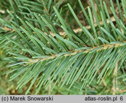 Abies arizonica (jodła arizońska)