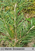 Abies arizonica (jodła arizońska)