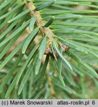 Abies arizonica (jodła arizońska)