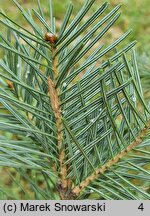 Abies arizonica (jodła arizońska)