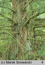 Pseudotsuga menziesii (daglezja zielona)