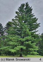 Pinus strobus (sosna amerykańska)