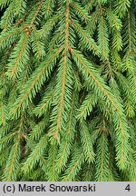 Picea abies Rothenhaus