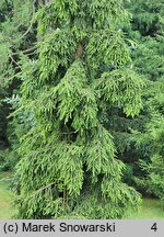 Picea abies Rothenhaus