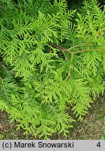 Thuja occidentalis Aurescens