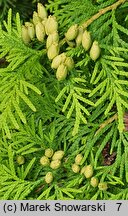 Thuja occidentalis Aurescens