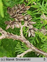 Thuja occidentalis Aurescens