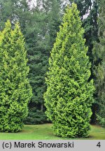 Thuja occidentalis Aurescens