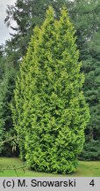 Thuja occidentalis Aurescens