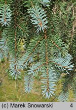 Picea pungens Vuyk