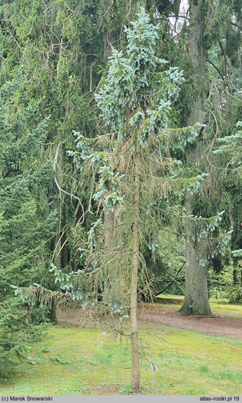 Picea pungens Vuyk