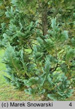 Chamaecyparis lawsoniana Columnaris