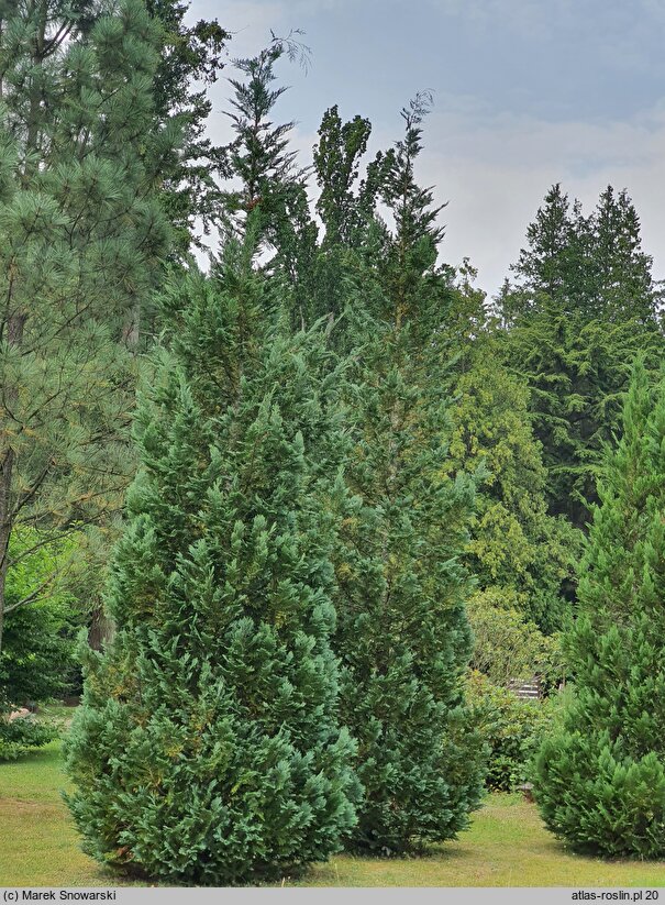 Chamaecyparis lawsoniana Columnaris