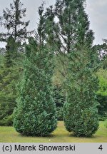 Chamaecyparis lawsoniana Columnaris