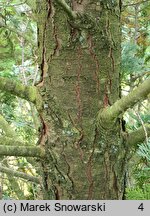 Chamaecyparis lawsoniana Columnaris