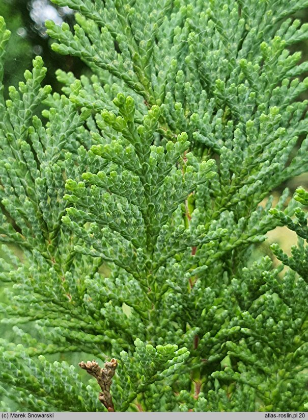 Chamaecyparis lawsoniana White Spot