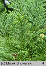 Chamaecyparis lawsoniana White Spot