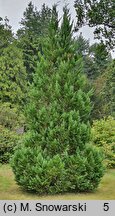 Chamaecyparis lawsoniana White Spot