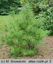 Pinus armandii (sosna Armanda)