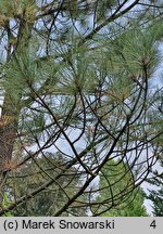 Pinus jeffreyi (sosna Jeffreya)