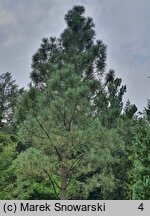 Pinus jeffreyi (sosna Jeffreya)