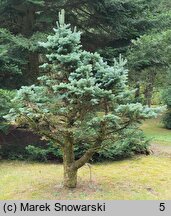 Abies lasiocarpa (jodła górska)