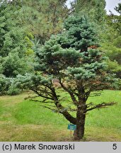 Abies lasiocarpa (jodła górska)