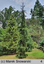 Picea abies Rothenhaus