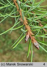 Picea breweriana (świerk Brewera)