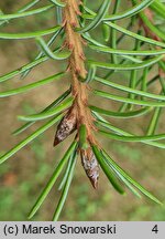 Picea breweriana (świerk Brewera)