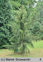 Picea breweriana (świerk Brewera)