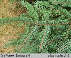 Picea mariana (świerk czarny)