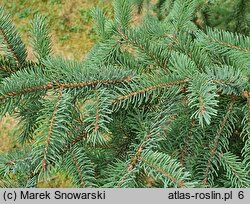 Picea mariana (świerk czarny)