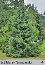 Picea mariana (świerk czarny)