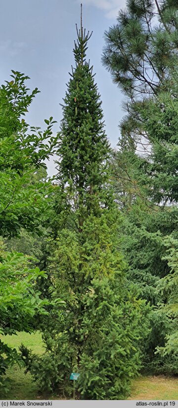 Picea abies Fastigiata