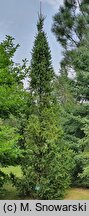 Picea abies Fastigiata